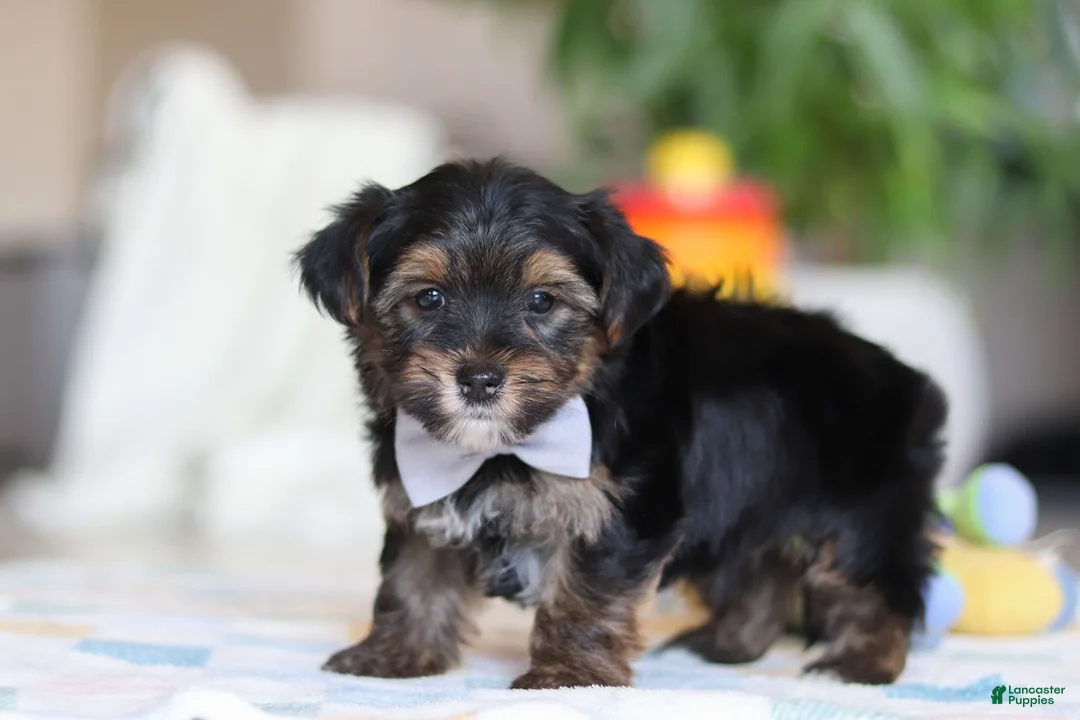 Morkie dogs for sale: Leroy - Ad 4