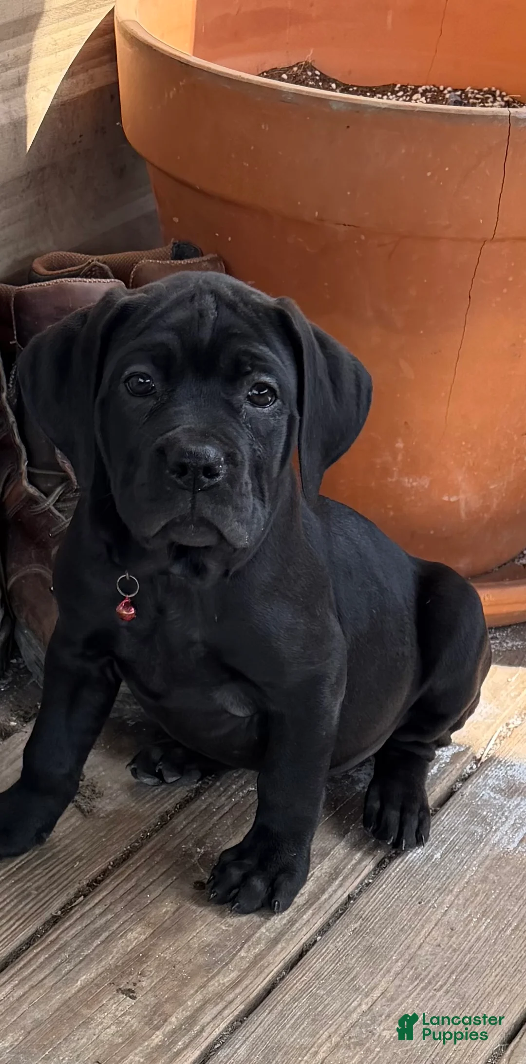Cane Corso dogs for sale: Bubblegum - Ad 1
