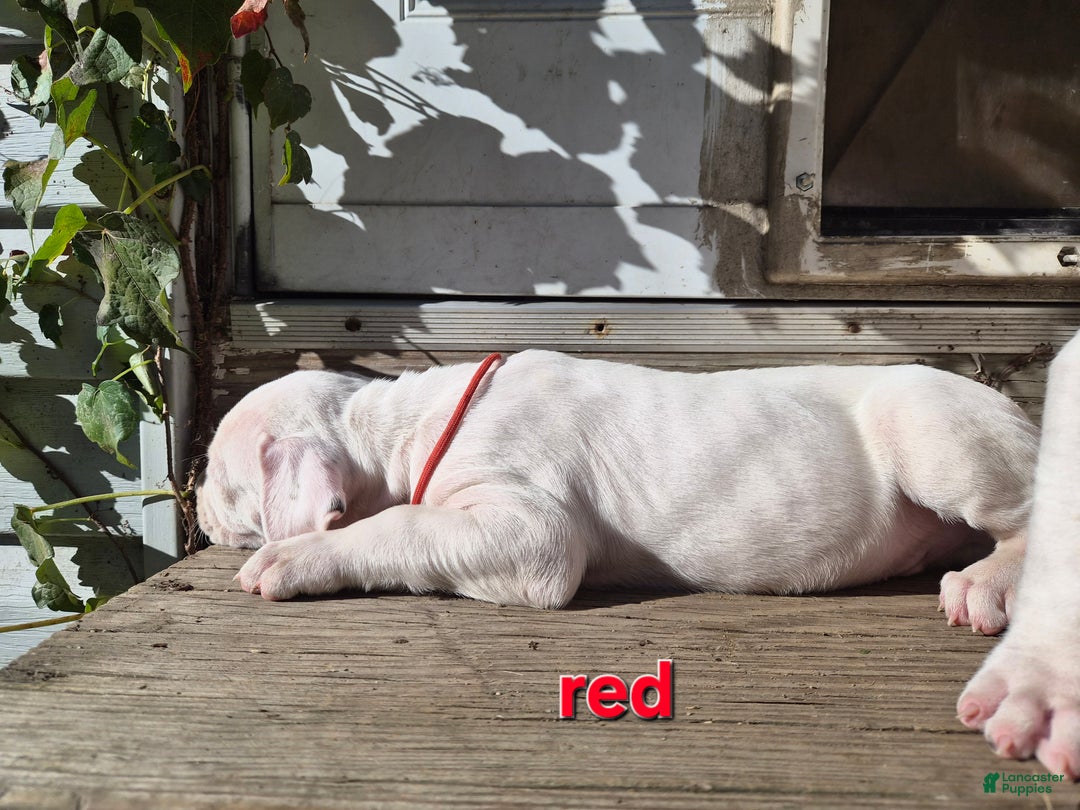 Dogo Argentino dogs for sale: Dogo Argentino Puppy 1 - Ad 6