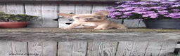 French Bulldog dogs for sale: Autumn - Ad 4