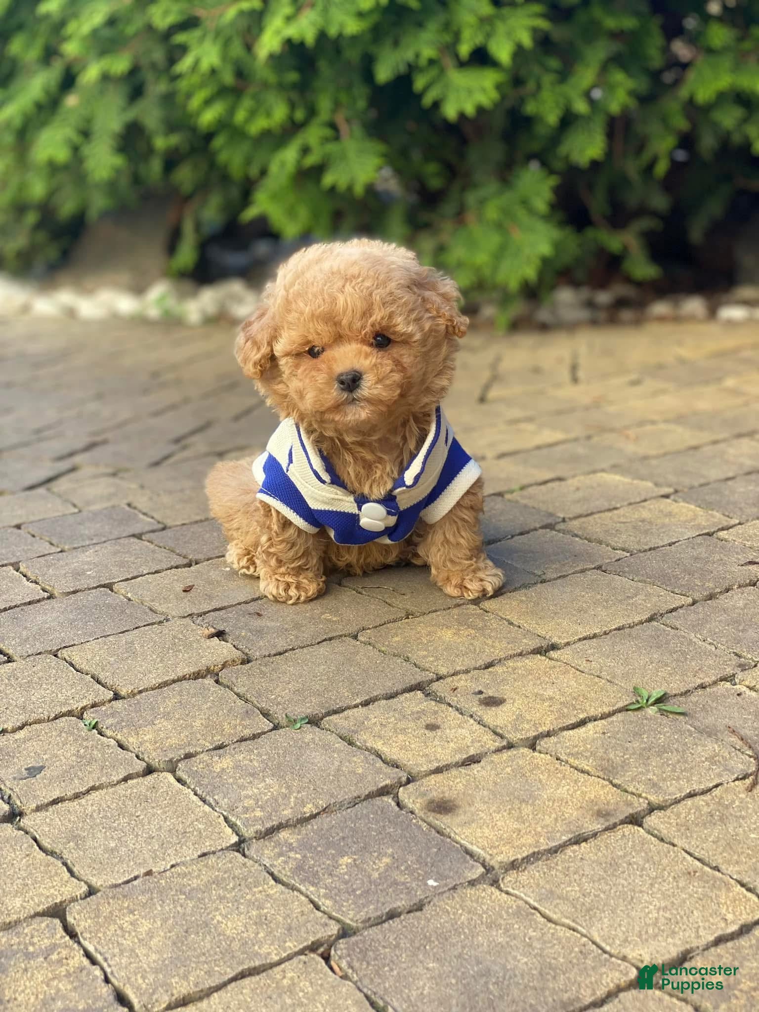 Toy Poodle dogs Medellin - Ad 1