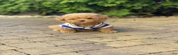 Toy Poodle dogs for sale: Medellin - Ad 1