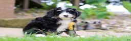 Mini Bernedoodle dogs for sale: Dr. Pepper - Ad 3
