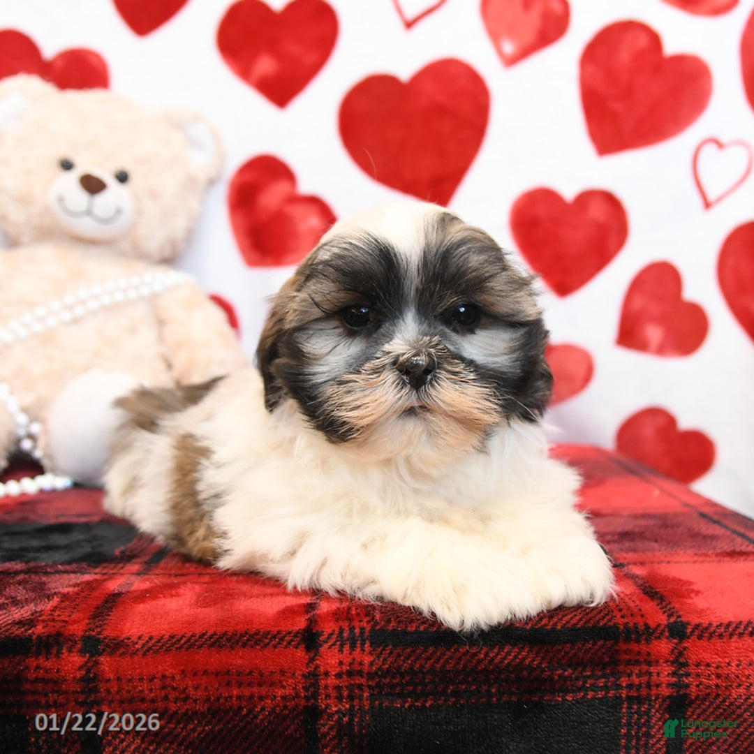 Malshi dogs for sale: Milo - Ad 4