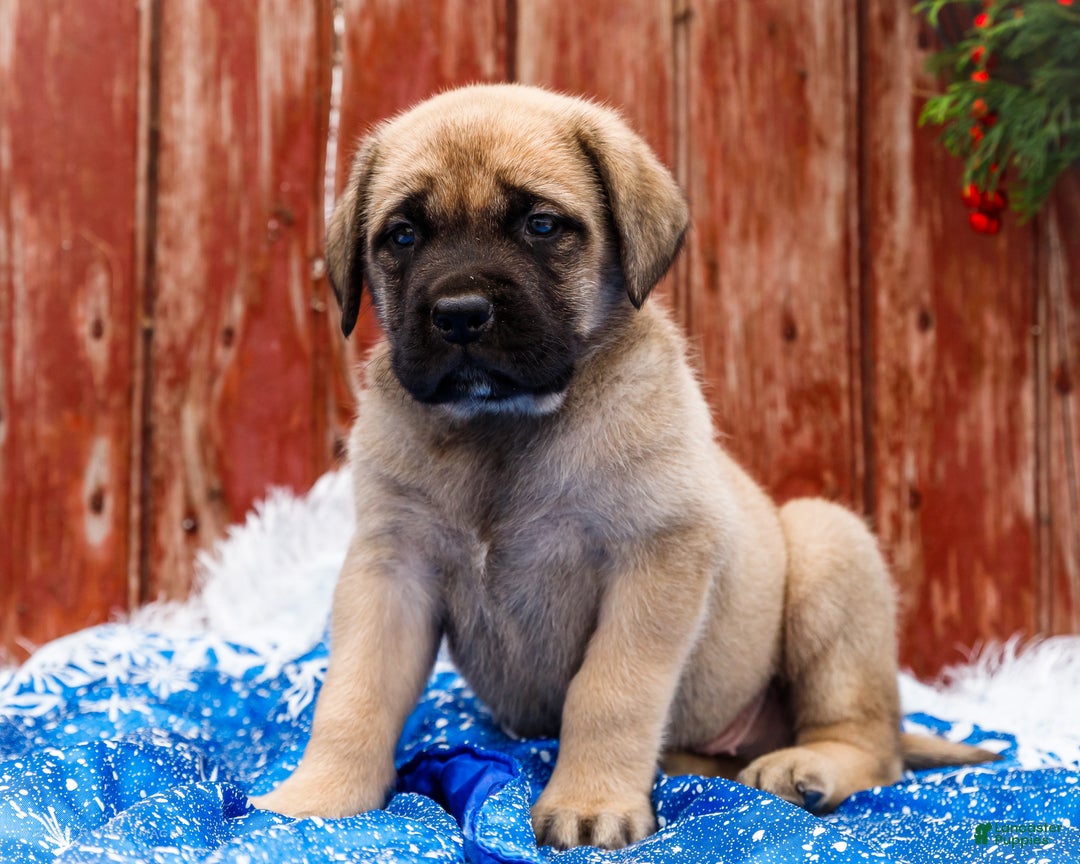 English Mastiff dogs for sale: Zeke - Ad 3