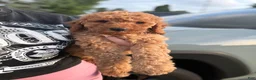 Mini Goldendoodle dogs for sale: Mini Goldendoodle 3 - Ad 6