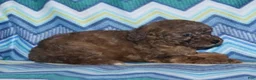Miniature Poodle dogs for sale: Harlee’s brown Merle male - Ad 11