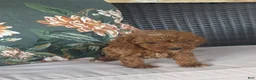 Cavapoo dogs for sale: Finn - Ad 7