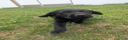 Labrador Retriever dogs for sale: Black Female (Yellow) - Ad 6