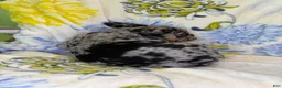 Mixed Breed dogs for sale: Mixed Breed 1 - Ad 4