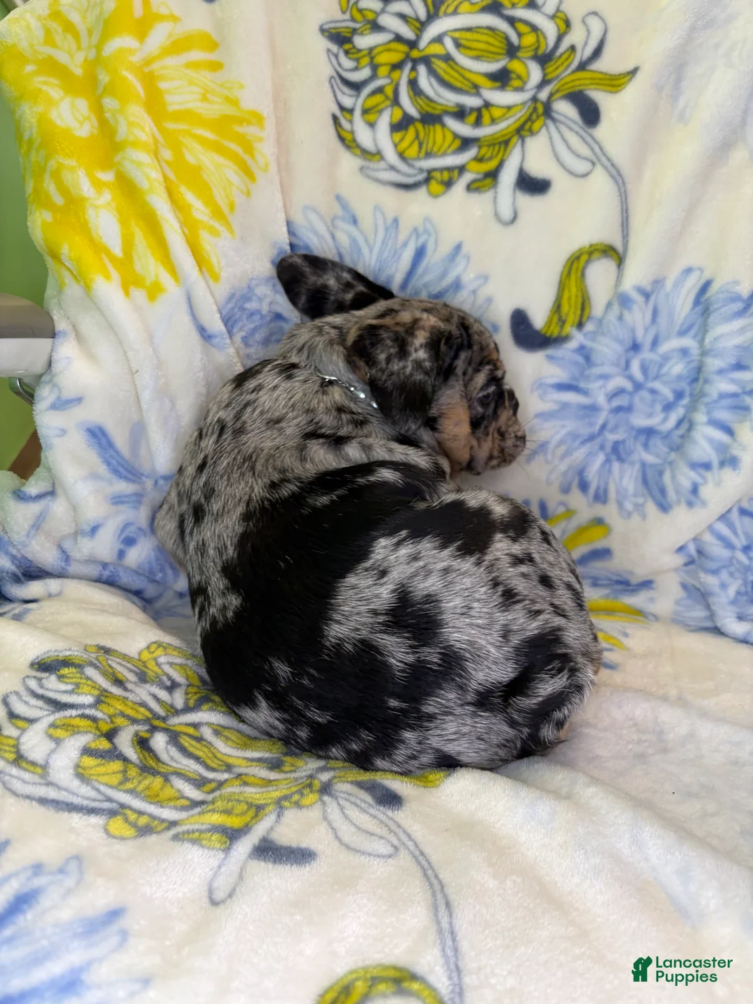 Mixed Breed dogs for sale: Mixed Breed 1 - Ad 4