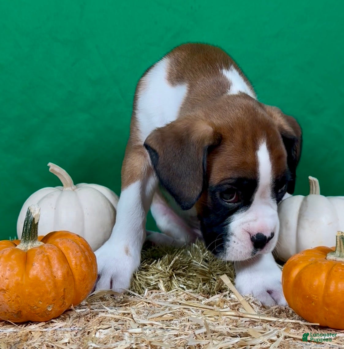 Boxer dogs Boxer 2 - Ad 2