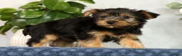 Yorkshire Terrier dogs for sale: Nellie - Ad 9