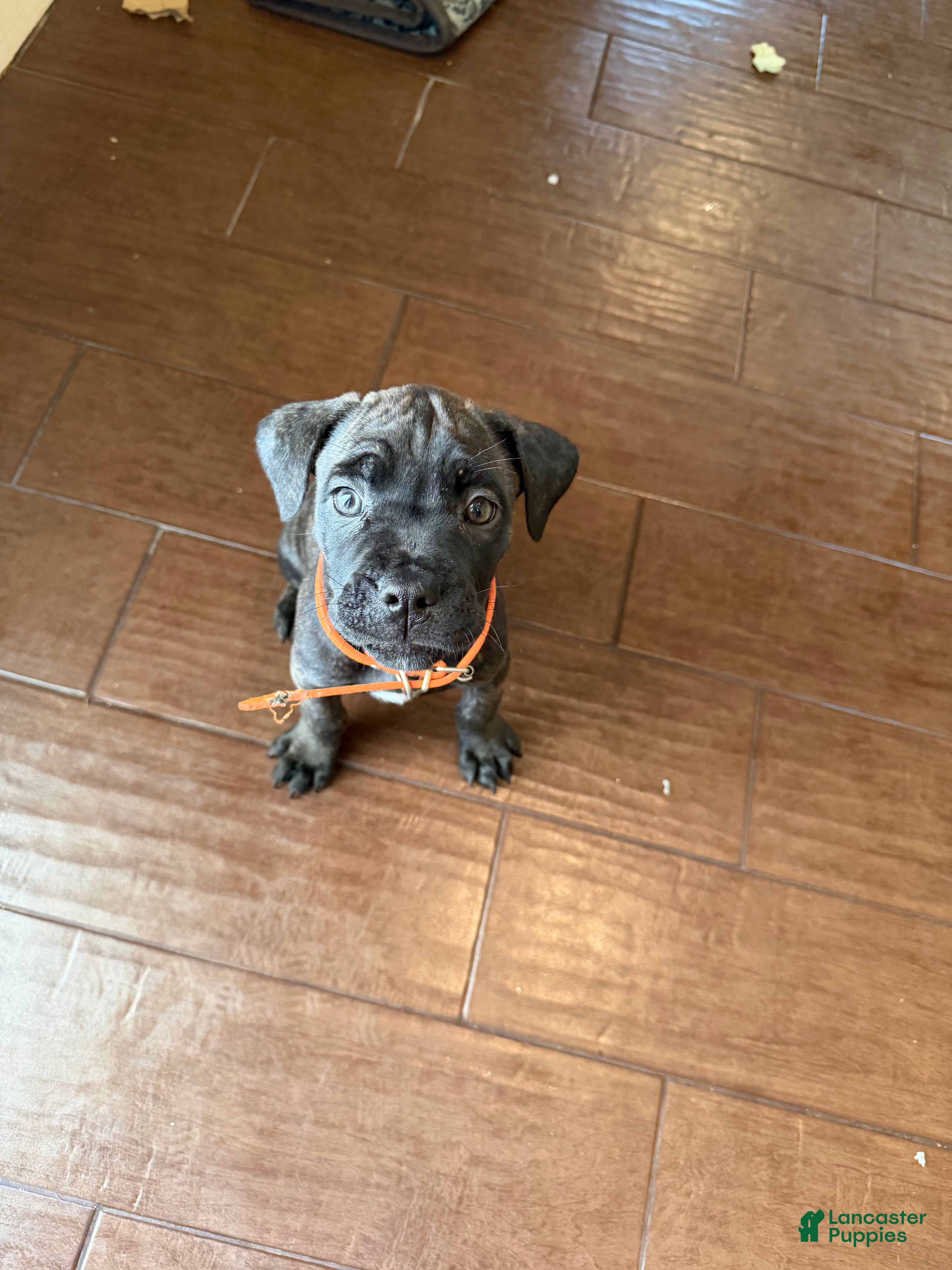 Cane Corso dogs Princess Jasmine - Ad 1