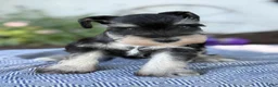 Miniature Schnauzer dogs for sale: Tereesa - Ad 17