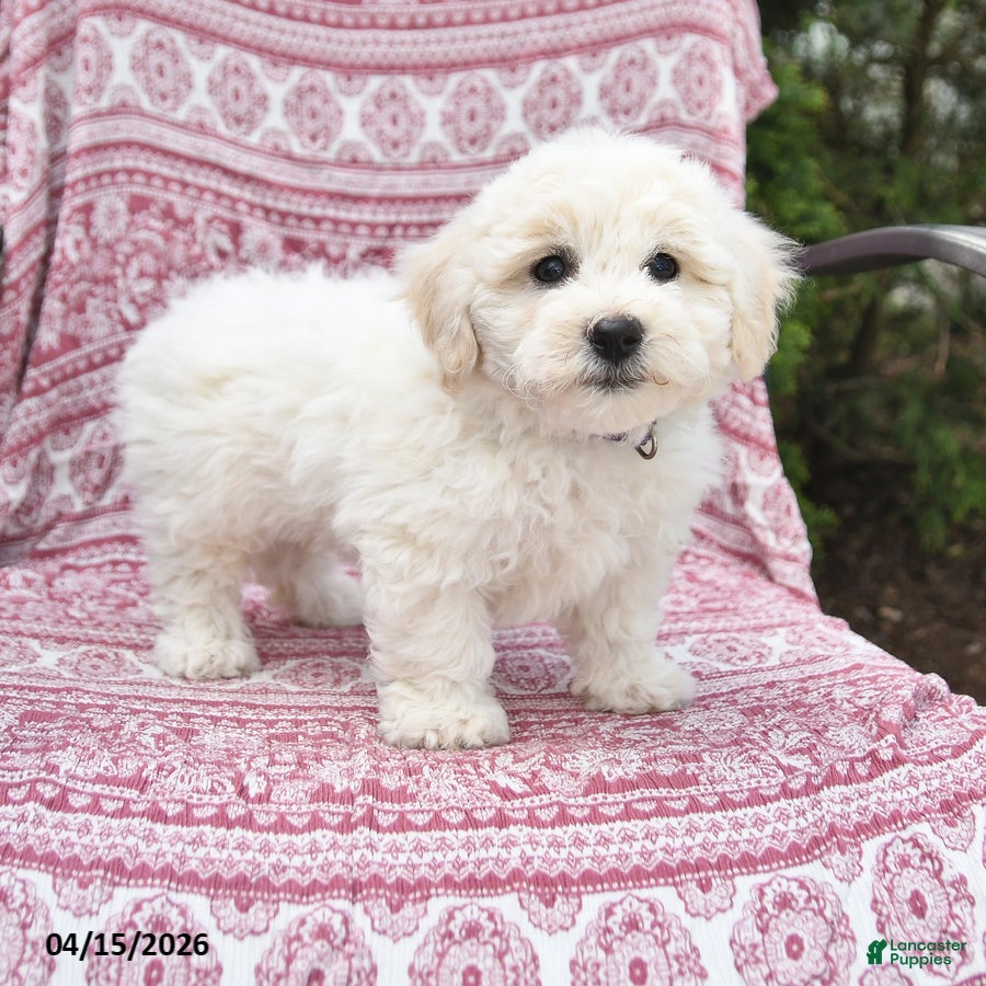 Bichon Frise dogs Nova - Ad 1