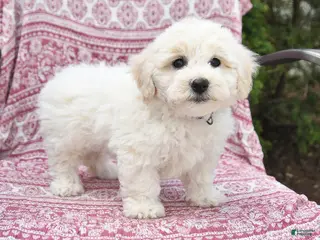 Bichon Frise dogs for sale: Nova - Ad 3