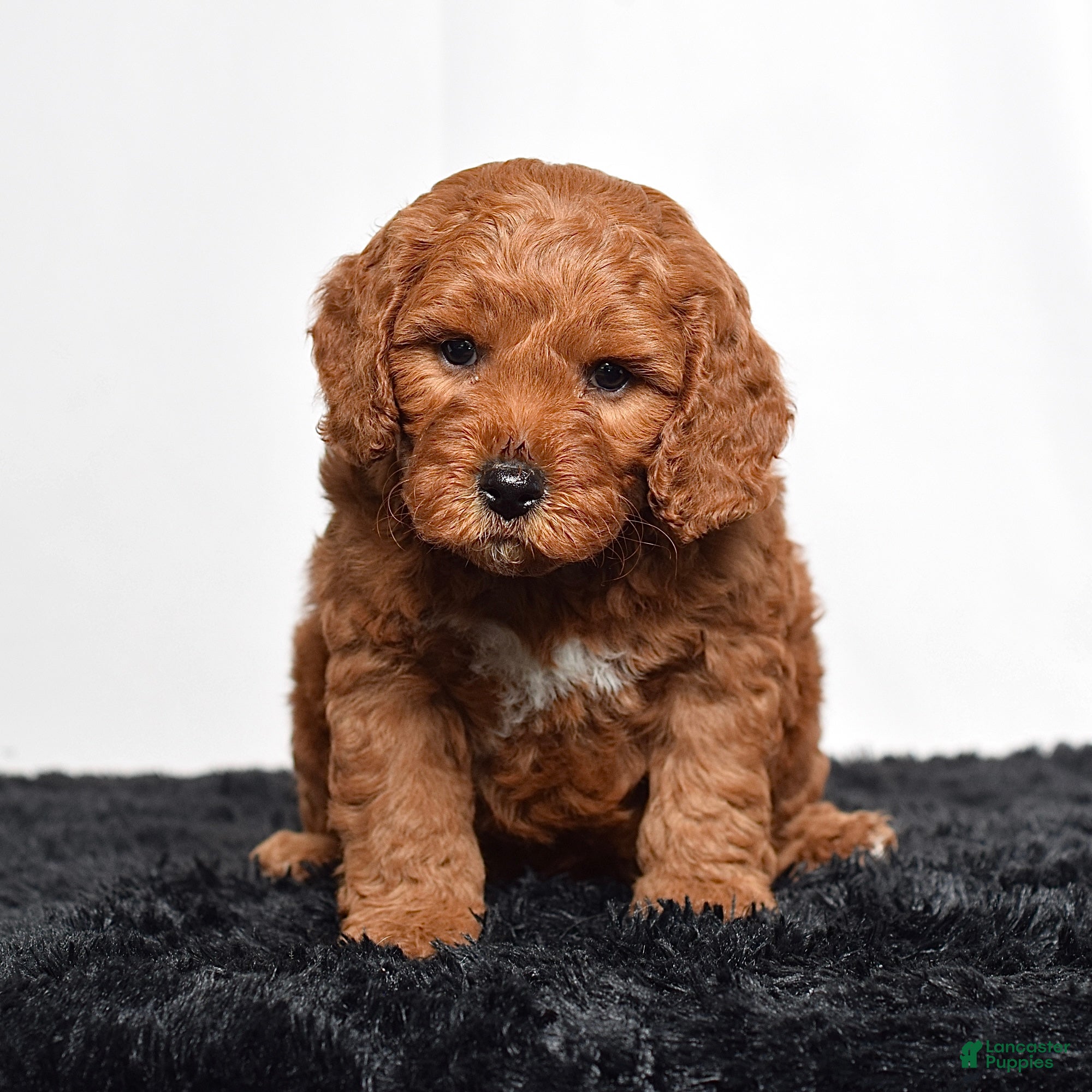 Mini Goldendoodle dogs for sale:  Murphy - Ad 3