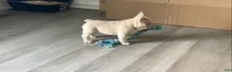 French Bulldog dogs for sale: Ghost - Ad 5