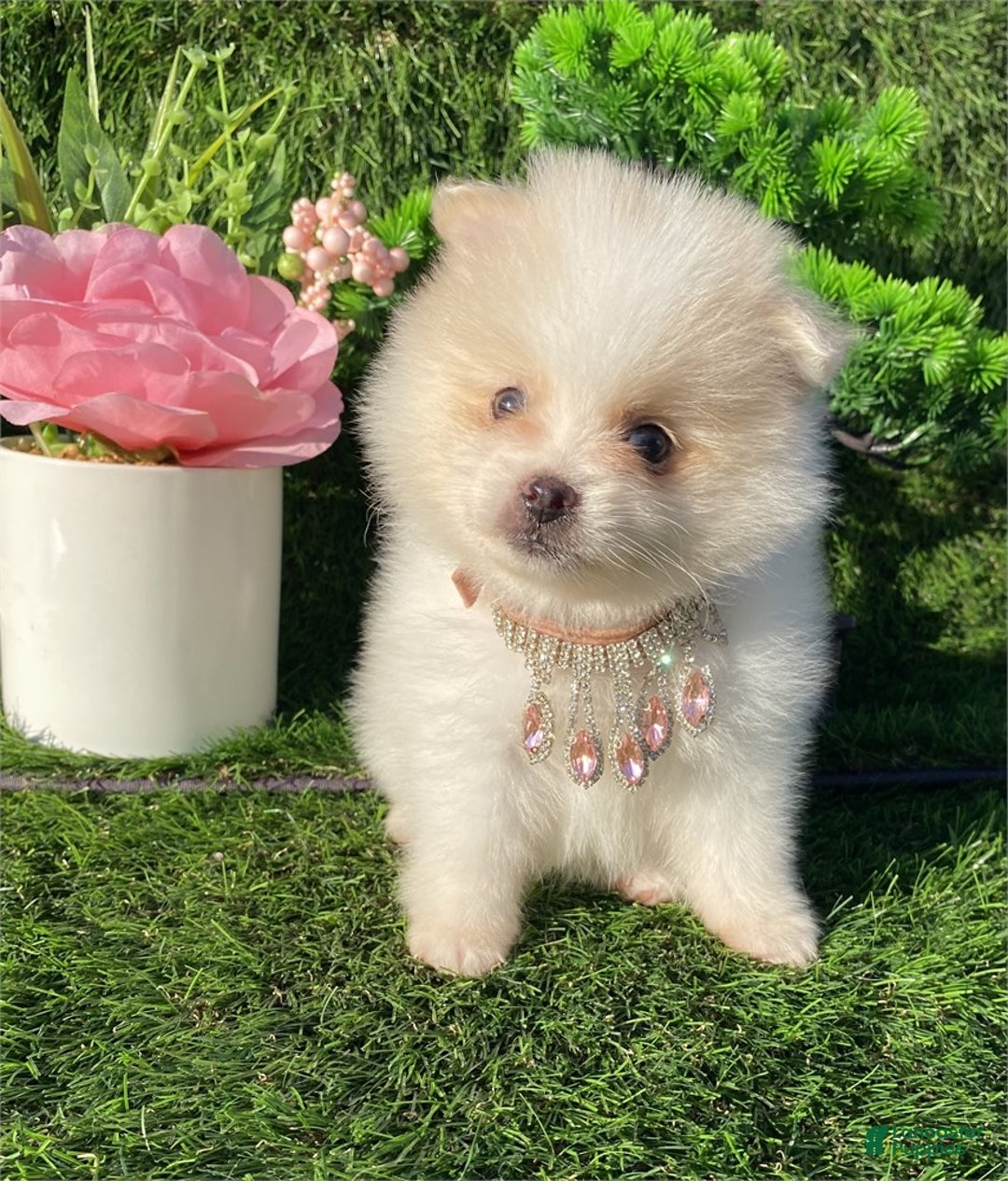 Pomeranian dogs for sale: Teacup Pomeranian Puppy 1 - Ad 1