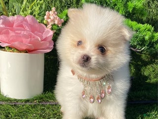 Pomeranian dogs Teacup Pomeranian Puppy 1 - Ad 36