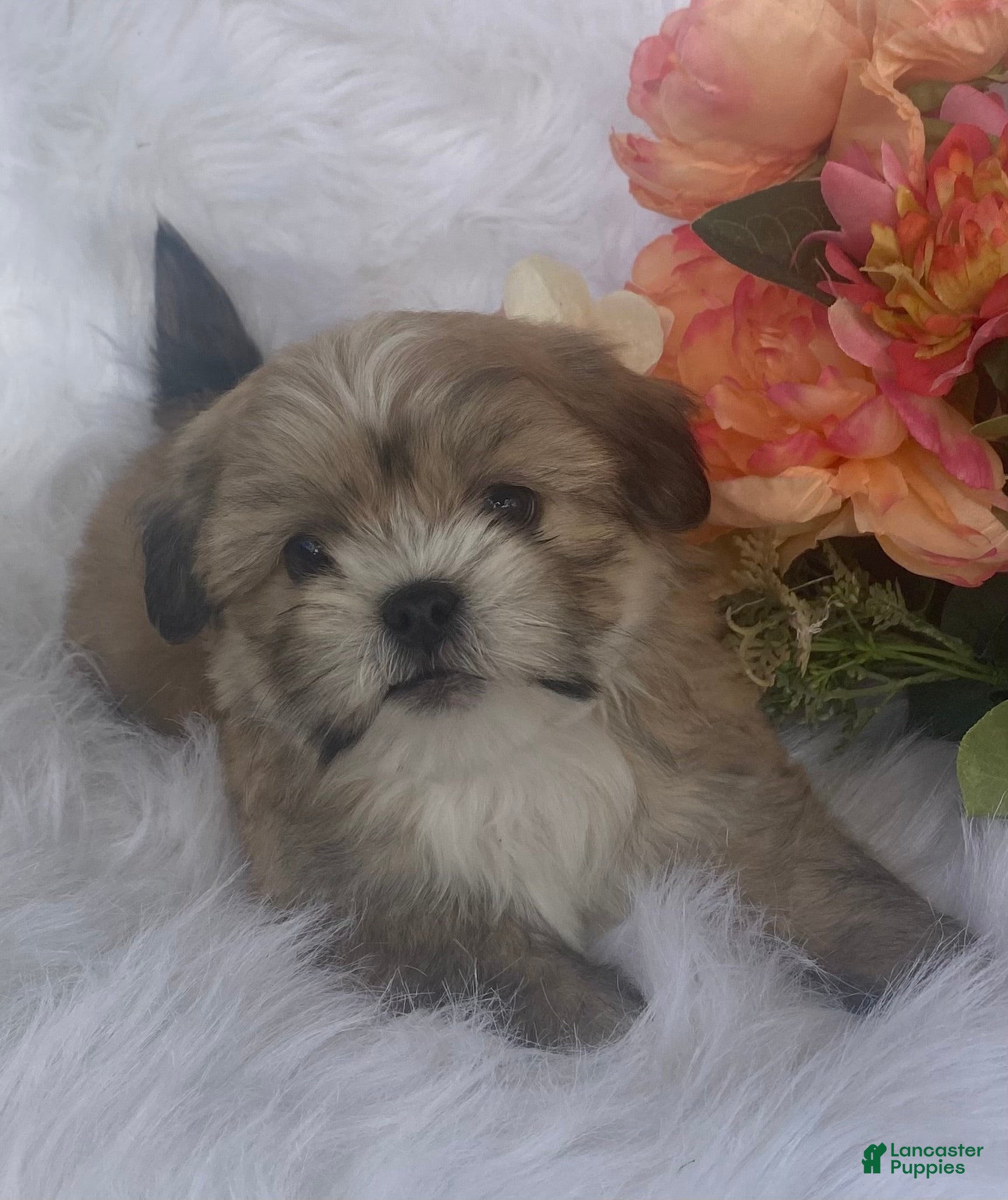 Mixed Breed dogs Diesel  - Ad 36