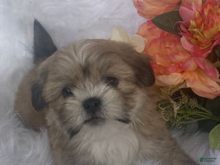 Mixed Breed dogs Diesel - Ad 36