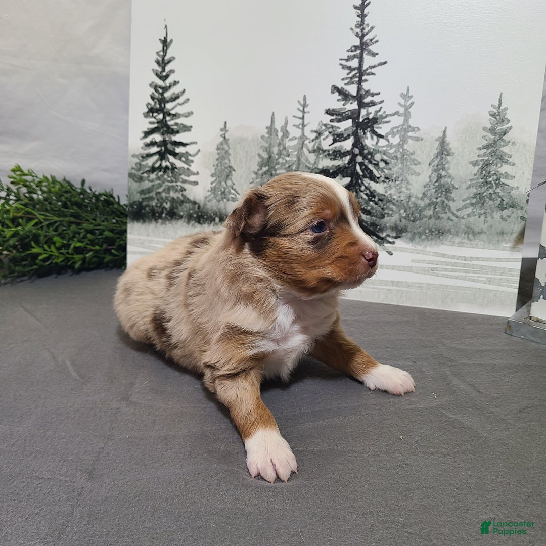 Miniature Australian Shepherd dogs for sale: Apple - Ad 2