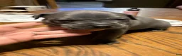 American Pit Bull Terrier dogs for sale: American Pit Bull Terrier 1 - Ad 1