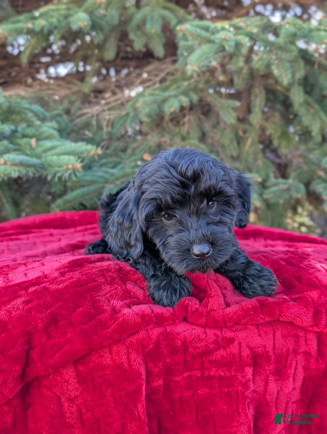 Shihpoo dogs for sale: Westley  - Ad 4