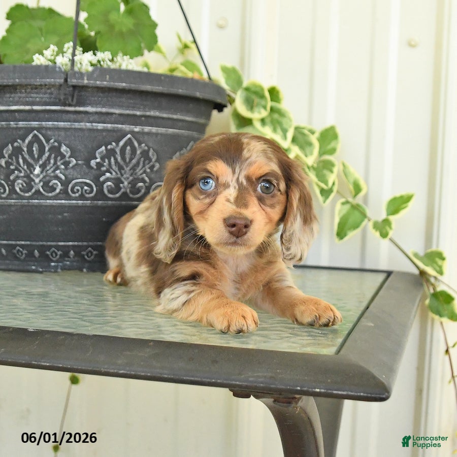 Dachshund dogs for sale: Lily - Ad 3