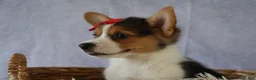 Welsh Corgi Pembroke dogs for sale: Ziggy 🩵 - Ad 6