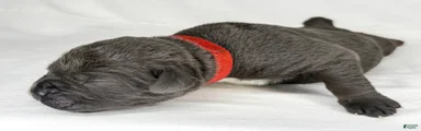 Cane Corso Puppy 12