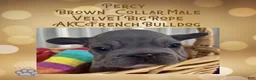 French Bulldog dogs for sale: Percy “Brown” Collar, Male - Ad 22
