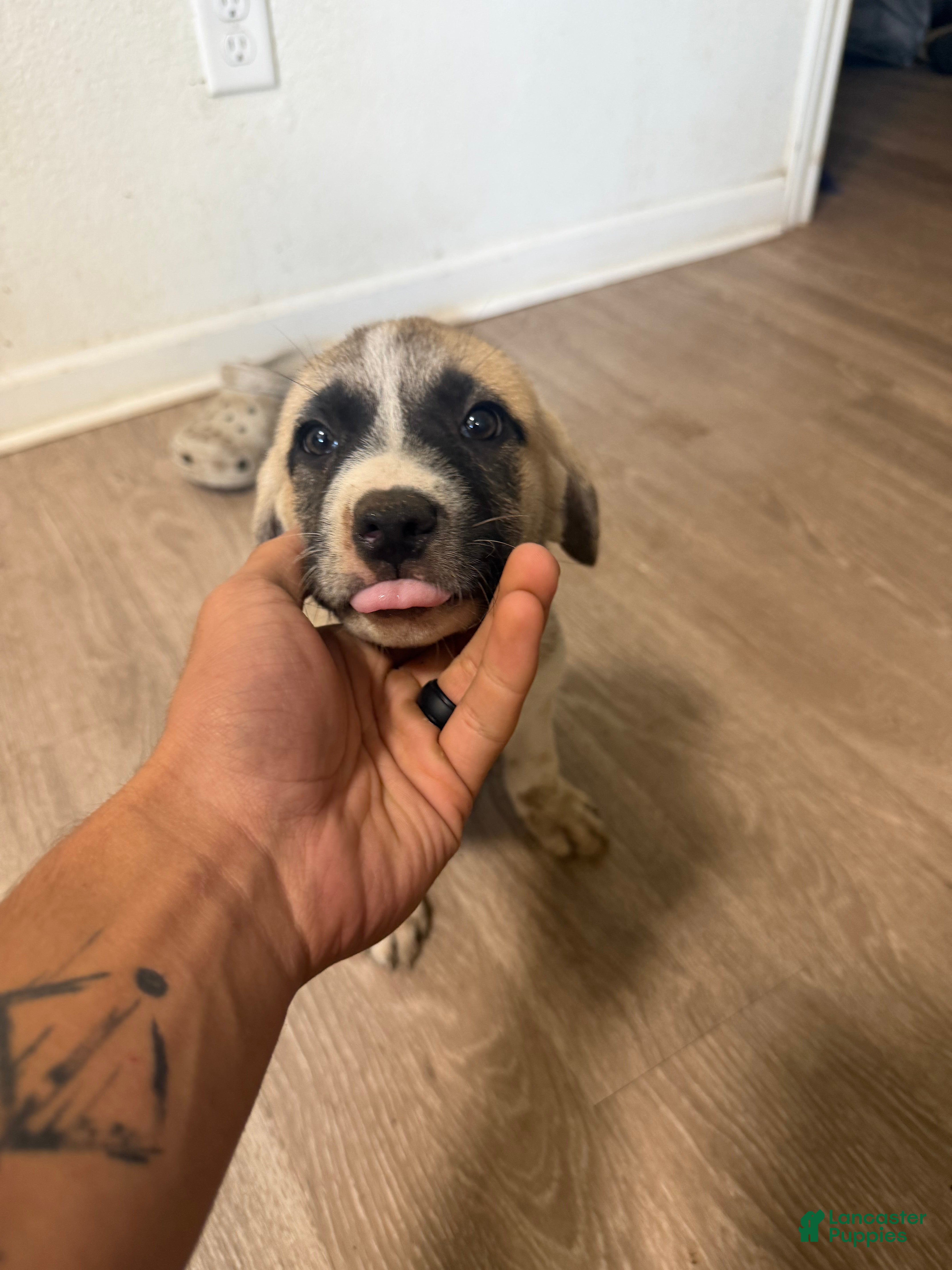 Mixed Breed dogs Mixed Breed 6 - Ad 33