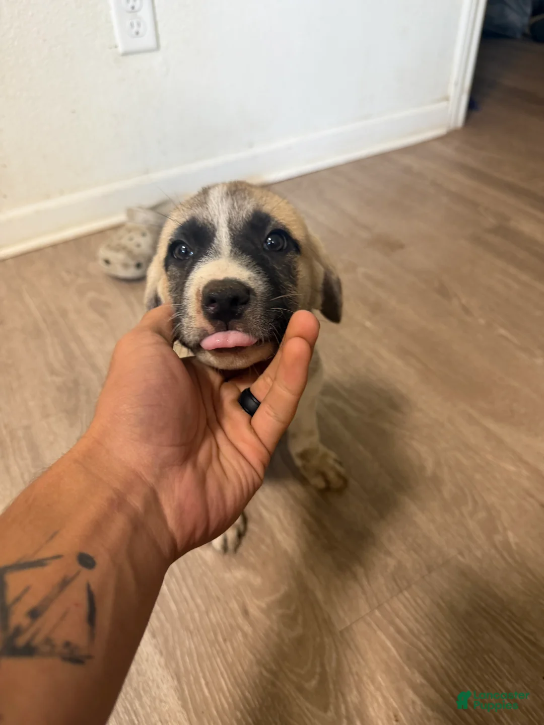 Mixed Breed dogs for sale: Mixed Breed 6 - Ad 1