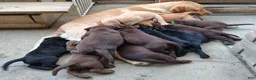 Labrador Retriever dogs for sale: Stella - Ad 3