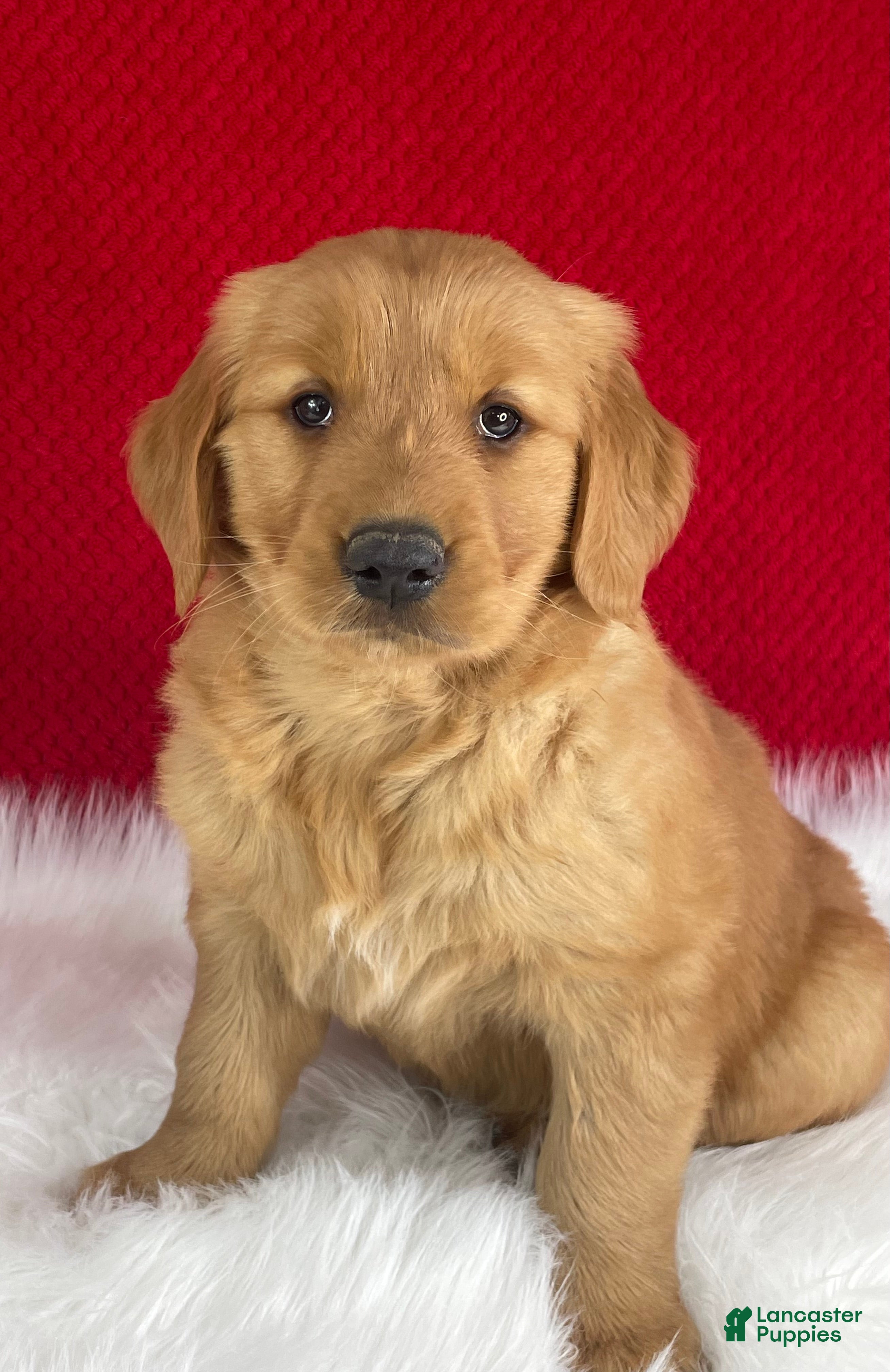 Golden Retriever dogs Scarlett - Ad 1