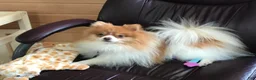 Pomeranian dogs for sale: Black tri parti boy  - Ad 3