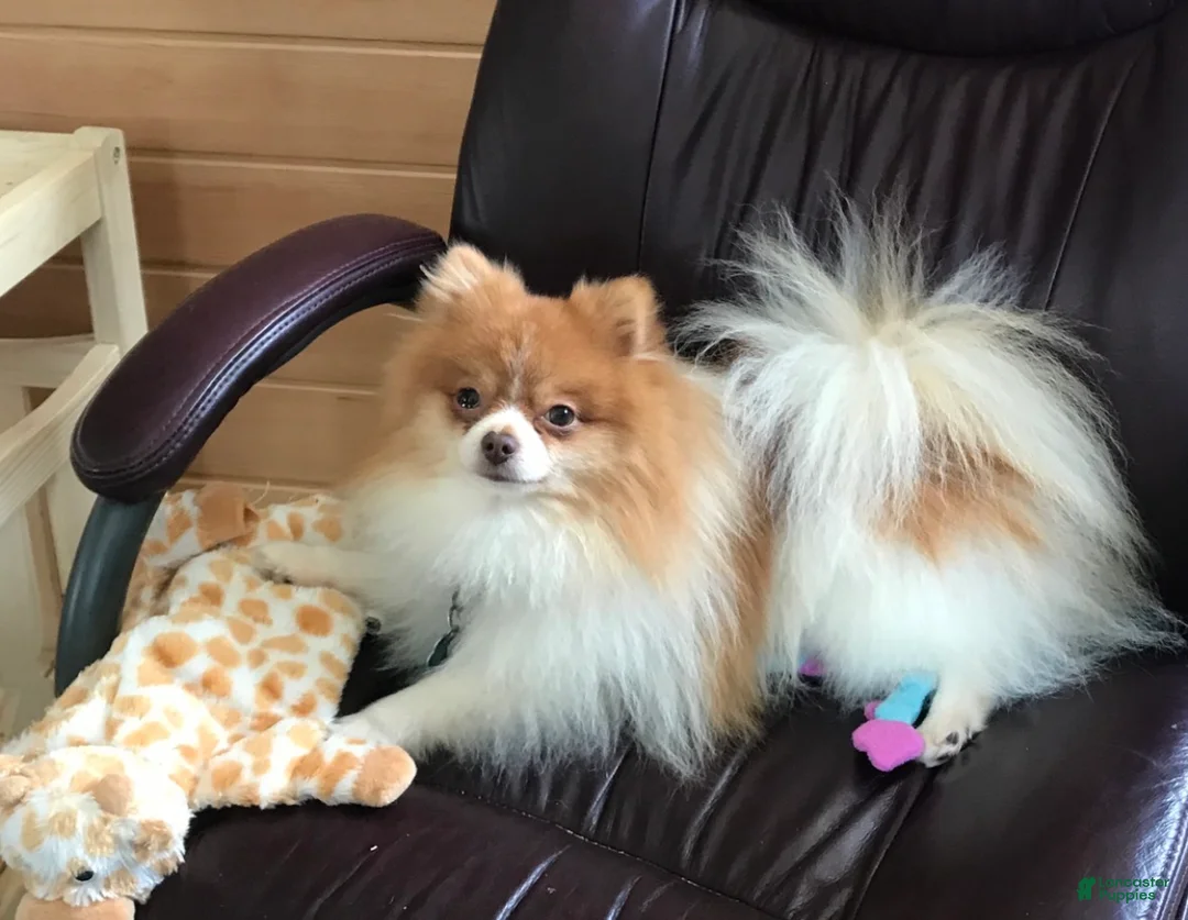 Pomeranian dogs for sale: Black tri parti boy  - Ad 3