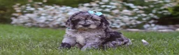 Newfypoo dogs for sale: Amber - Ad 4