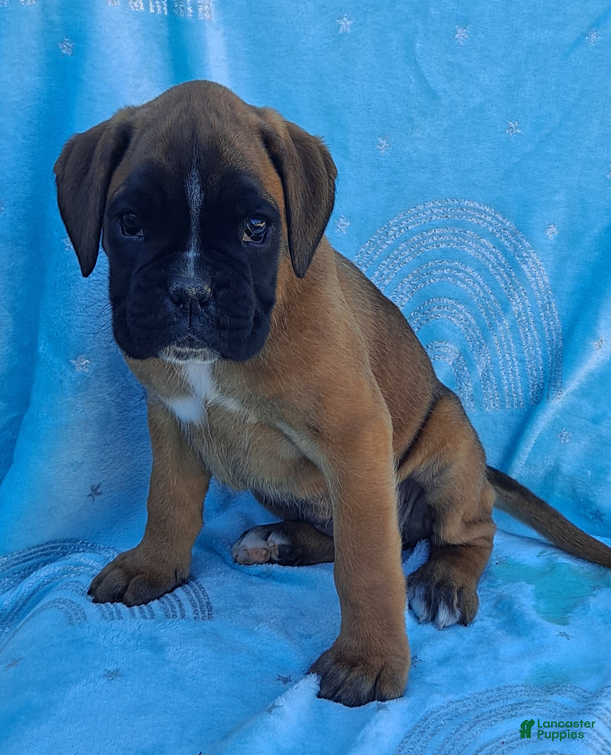 Trixie