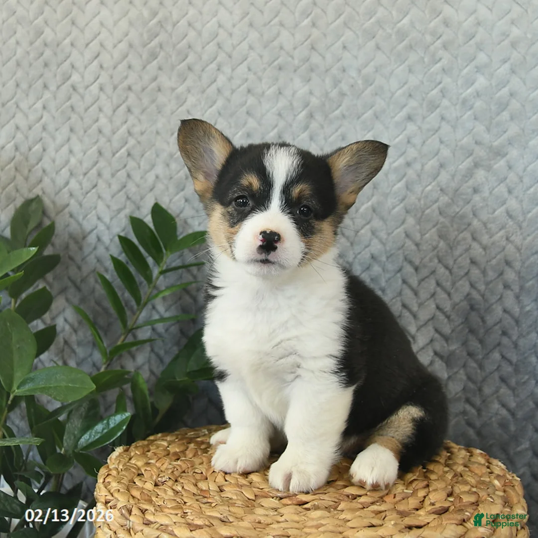 Welsh Corgi Pembroke dogs for sale: Penny  - Ad 3