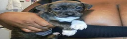 Mixed Breed dogs for sale: Goose - Ad 1