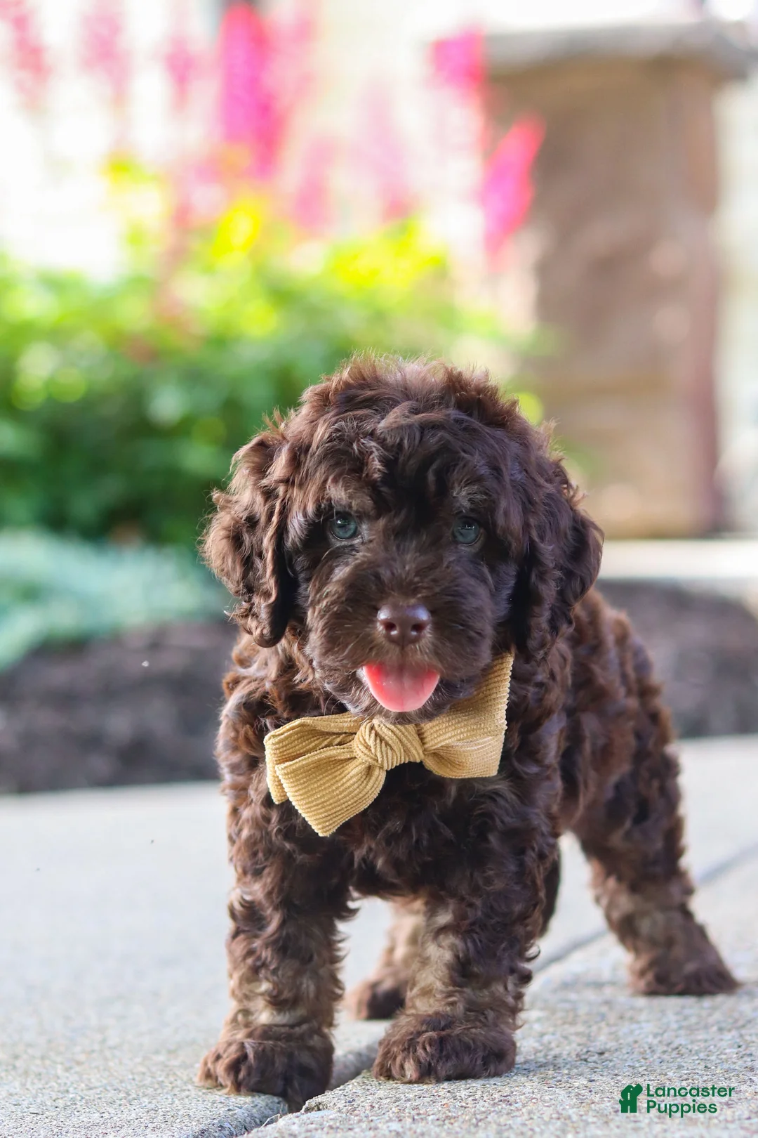 Cockapoo dogs for sale: Trevor - Ad 1