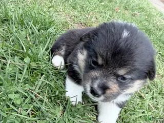Welsh Corgi Pembroke dogs Welsh Corgi Pembroke Puppy neon yellow collar - Ad 41