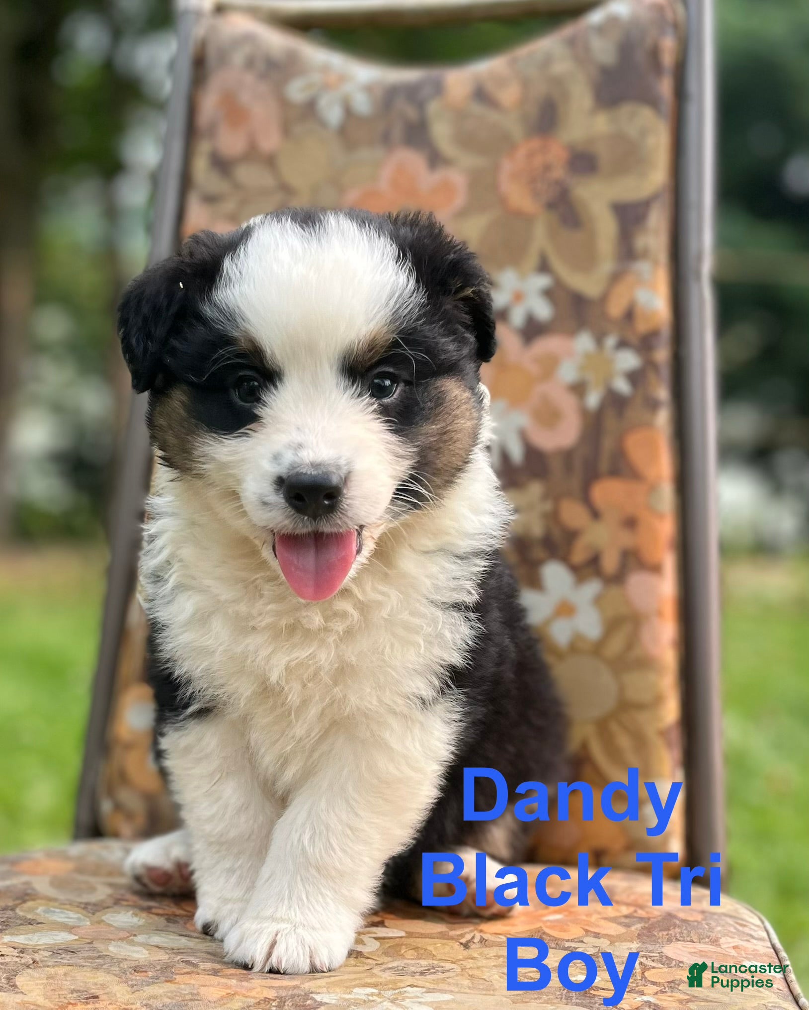 Australian Shepherd dogs Dandy - Ad 2