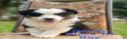 Australian Shepherd dogs for sale: Dandy - Ad 2