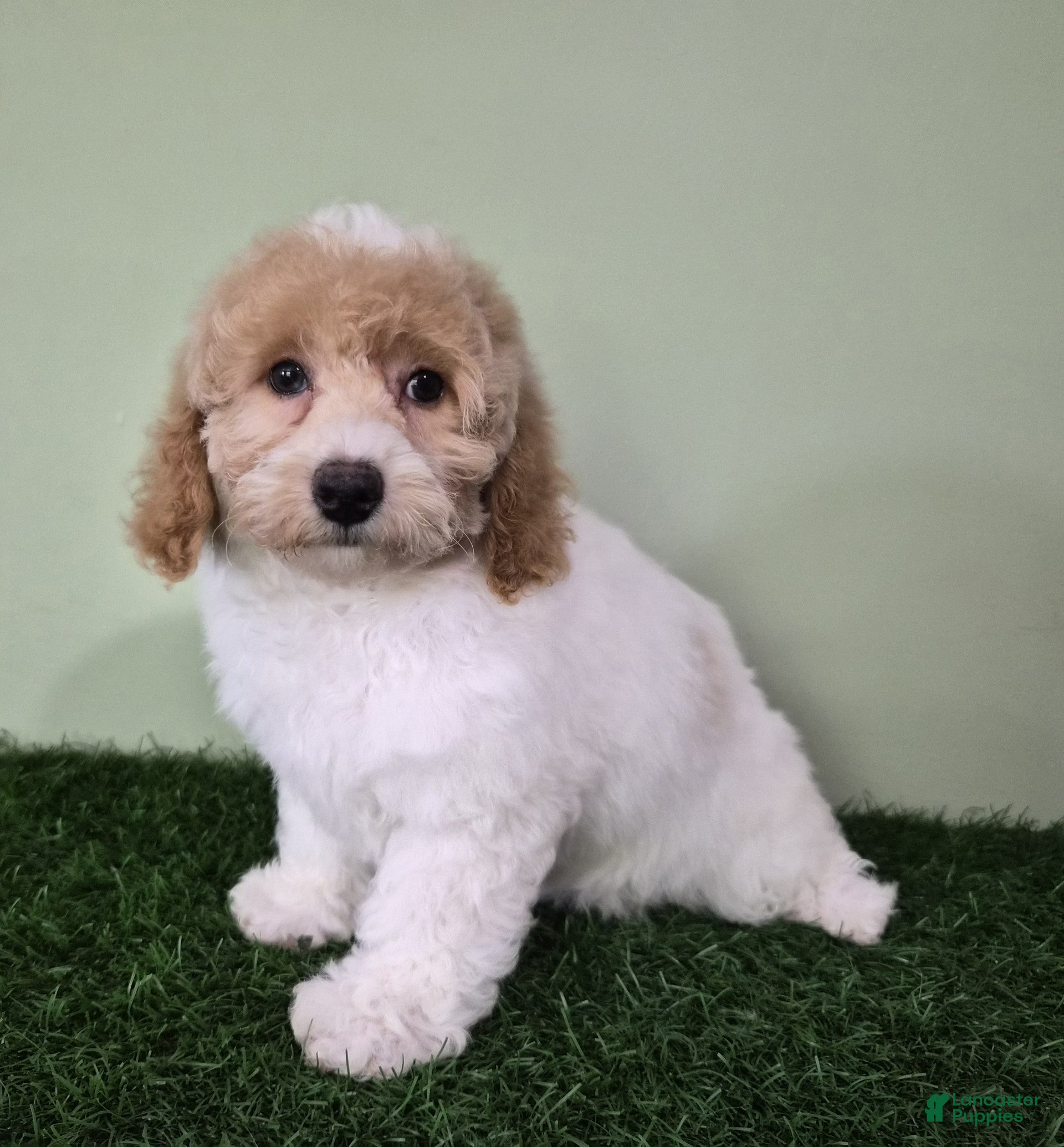 Miniature Poodle dogs Ferrari - Ad 2