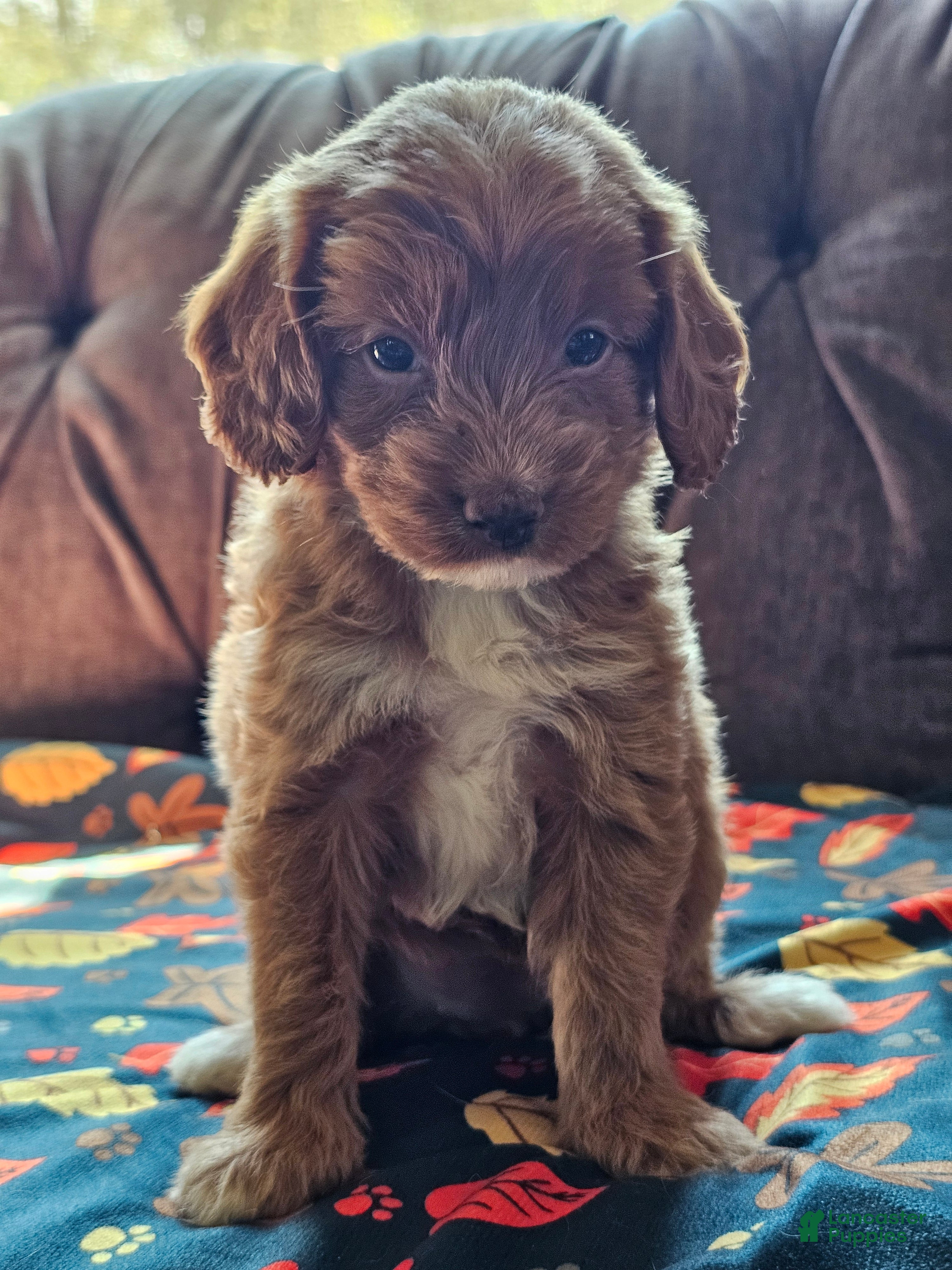 Cavapoo dogs Cavapoo 6 - Ad 1